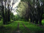 Парк в селе Потапово Княгининского района, фото Надежды Щема