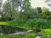 Остатки пруда в селе Потапово Княгининского района, фото Надежды Щема