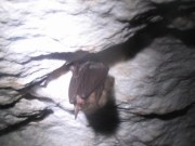 Летучая мышь в пещере, 2008 год, фото Владимира Бакунина 