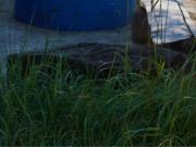 Стела с гранитным валуном у истока реки Алатырь, фото Владимира Бакунина
